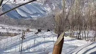 Стая собаки 🐕