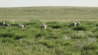 Sharp Tailed Grouse Mating Dance, Alberta canada