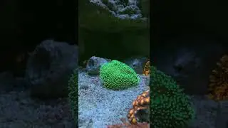 Саркофитон #reef #reeftank
