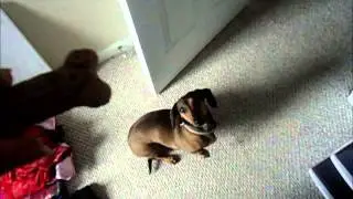Pebbles doing a trick