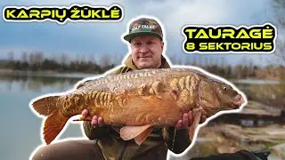 Karpių žvejyba. Tauragė - 8 sektorius (Balandžio pabaiga). (Carp Fishing @ Taurage)
