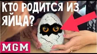 HATCHIMALS or How to Train Your Dragon! Incredible interactive toy egg breaks itself. MGM