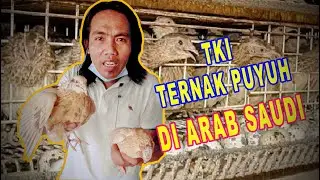 TKI TERNAK PUYUH DI ARAB SAUDI HINGGA MENGHASILKAN JUTAAN RUPIAH