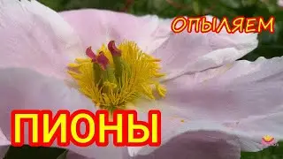 Опыляем пионы вместе с Ворошиловой / Сад Ворошиловой