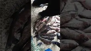Чиназ Рыбный Базар | Цена Рыбы Пестрый Толстолобик | Рыбалка Fishing PRO Темур | Тик Ток 