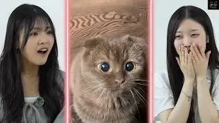 Koreans React to Cute Cats Extended | CY