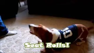 Basset Hound Tricks - Barkley The Basset Seattle Seahawk Fan VS Bronco Fan