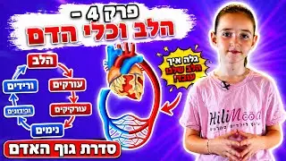 הילימוד - גוף האדם | פרק 4 - הלב וכלי הדם | גוף האדם לילדים