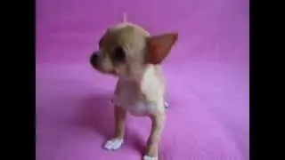 чихуахуа ФОРСИТЭЛЬ ОТЛИЧНИК
