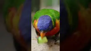 Top 10 Amazing Facts About Parrots for Kids! Educational Video #parrotfacts #colorfulparrots