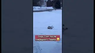 Doge Coin после очередного пампа от Илона Маска