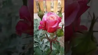роза Мияби