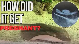 How did Charlotte the Stingray get pregnant without any males present?