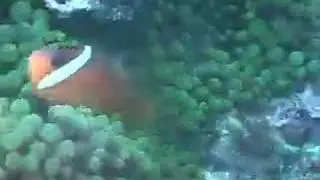 Fiji '05