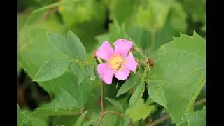 swamp rose