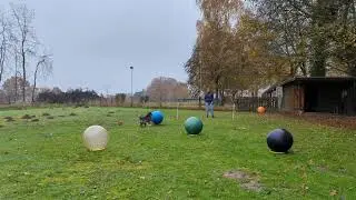 Task 11 von treibball-open.online