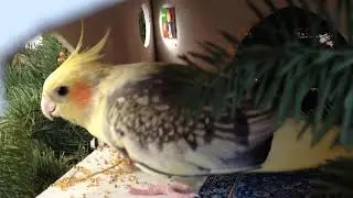 A Bird Is Living In My Christmas Tree!