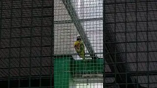 Lorikeet scaling its cage.