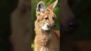 Самый странный волк