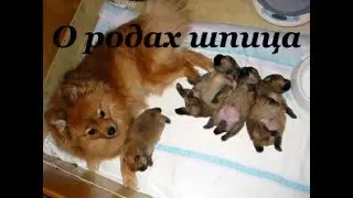О родах померанского шпица