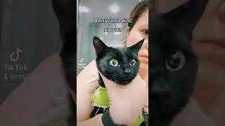 Кошка Снежок нас напугала. Зрачки разного размера.