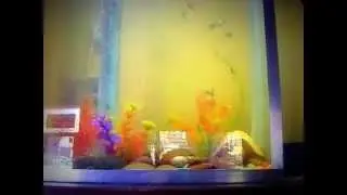peces gold fish