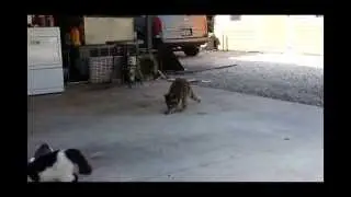 Разбойник енот ворует еду