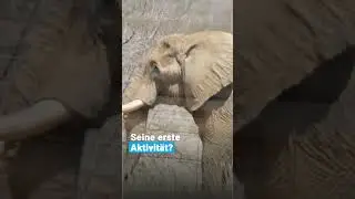 Elefant Charley -  Freilassung ins naturnahe Gehege | VIER PFOTEN