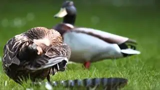 Olympus E5 + 50-200SWD HD video of ducks