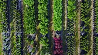 Hope Valley Tree Farm_1min_Final