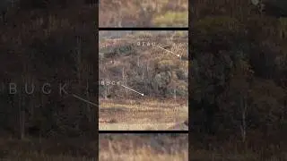 I blew a stalk on a nice buck, but got redemption