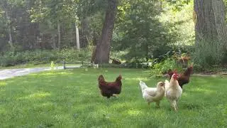 Chickens in my feelings