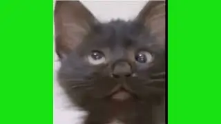 Black Kitten saying Ha