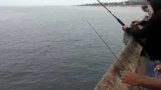 Shovelnose Shark - Ventura pier fishing 6/6/16