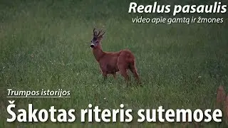 Šakotas riteris sutemose. Stirna (Capreolus capreolus), patinas.