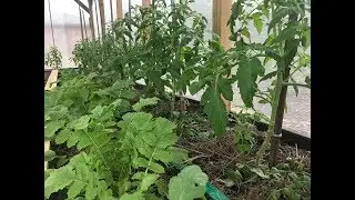 DIY The Best Natural Organic Fertilizer And How To Use It