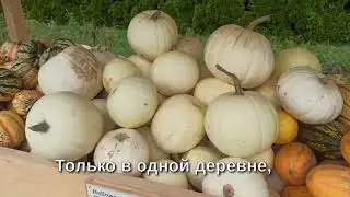 ТЫКВА