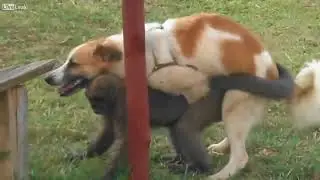 Fails 2018   Mad Dog vs Monkey Try To Not laught