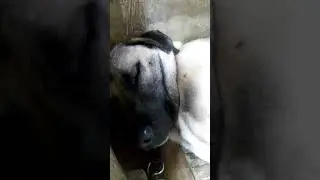 Yok böyle bir horlama