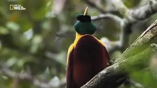 Дикая природа Дальнего Востока