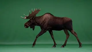 Moose – Free Green Screen Animation - Loop