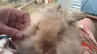 Remaining Holland Lops and Angora Lionheads