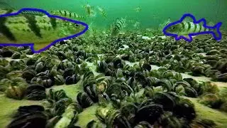 Lake Simcoe 2021 - Cook's Bay Jumbo Perch + Underwater Footage