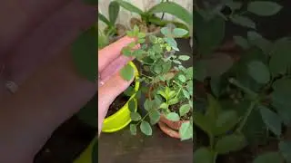 Роза из пятерочки. Часть 2