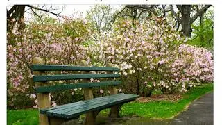 Рододендрон Шлиппенбаха (rhododendron schlippenbachii)