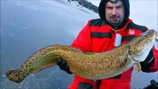 Massive Ling caught & released at bear point Lake Simcoe-Jan 2017 first ice