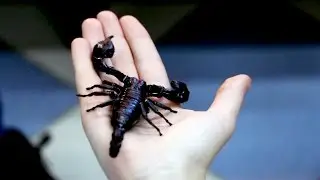 Take the Scorpion on his hands. Tamed the Scorpion
