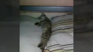 Мой лучший друг