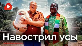 Он на этом собаку съел: лукашенко в Зимбабве, привёз неудачных фоток - Беларускае