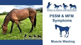 PSSM & MFM Symptoms- Muscle Wasting
